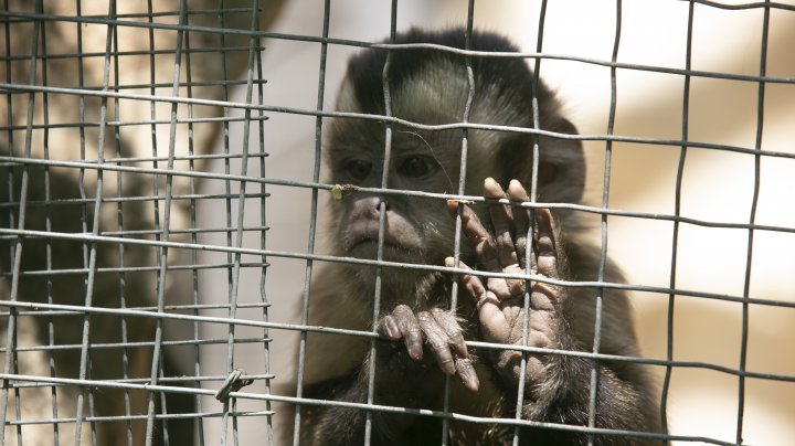 Casă nouă pentru animalele de la Grădina Zoologică din Capitală. Instalarea volierelor, pe ultima sută de metri (FOTOREPORT)