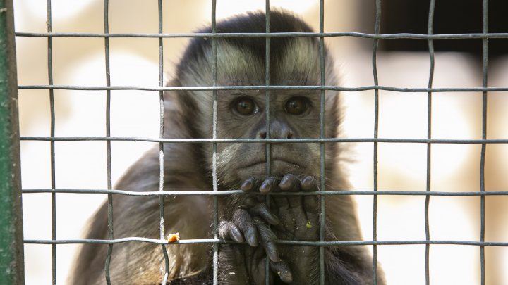 Grădina Zoologică din Capitală și-a redeschis ușile chiar de Ziua Copiilor (FOTOREPORT)