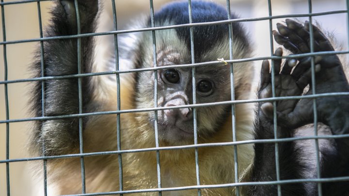 Grădina Zoologică din Capitală și-a redeschis ușile chiar de Ziua Copiilor (FOTOREPORT)