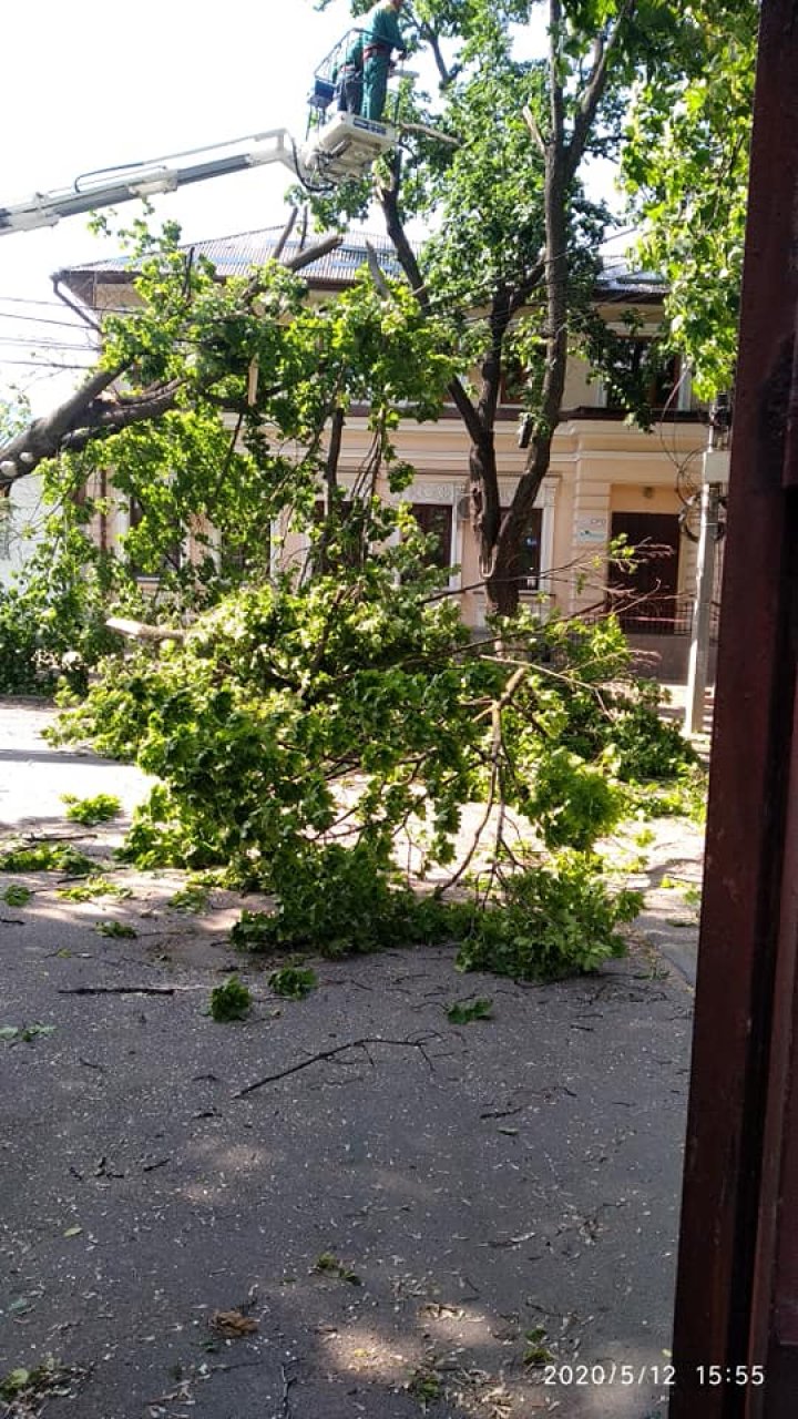 FURTUNA face RAVAGII. Crengi rupte de vânt în centrul Capitalei (FOTO)