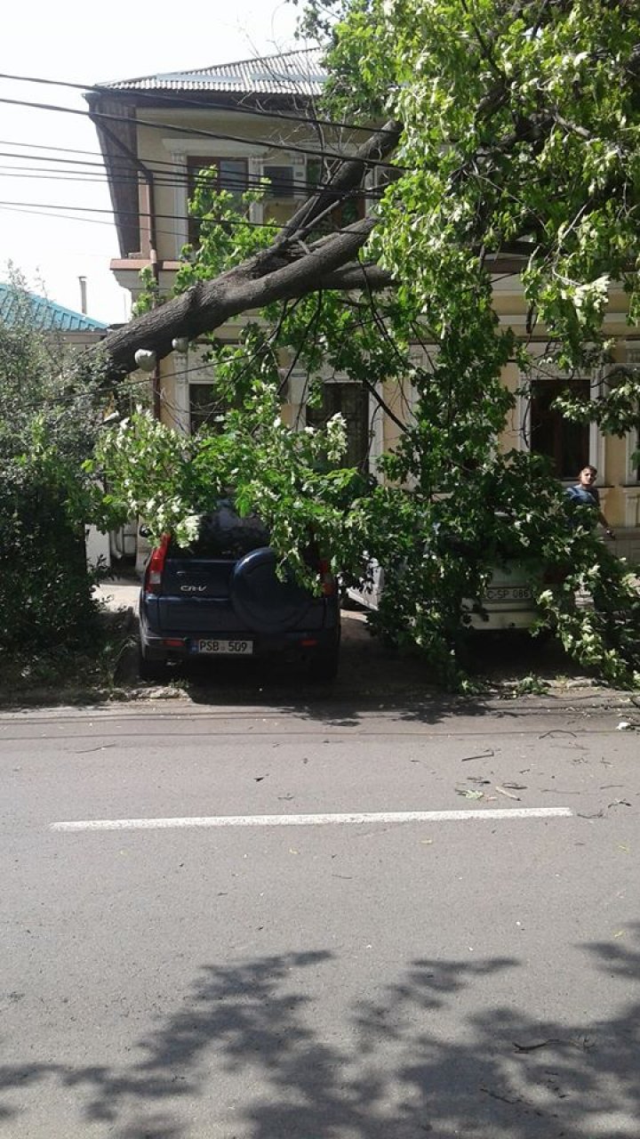 FURTUNA face RAVAGII. Crengi rupte de vânt în centrul Capitalei (FOTO)