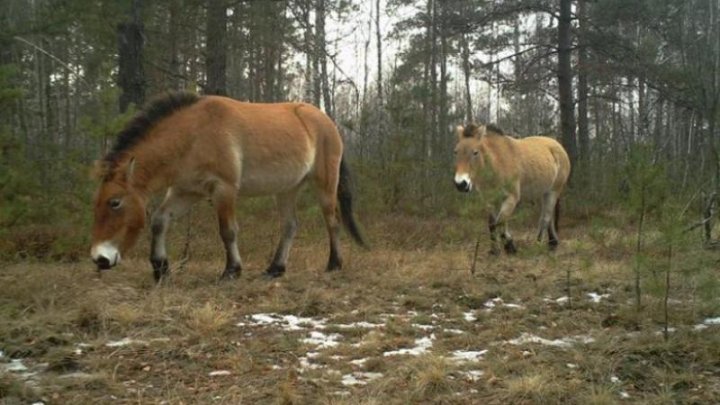 MISTERUL cailor sălbatici de la Cernobîl