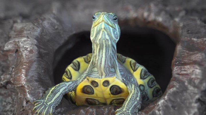 La 23 mai celebrăm Ziua mondială a broaştelor ţestoase, o specie aflată pe cale de dispariţie