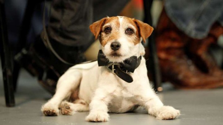 Uggie, câinele vedetă din filmul The Artist, recompensat cu premiul Palm Dog