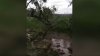 Ploaia a creat HAOS pe un drum din Truşeni. Un copac s-a rupt şi a căzut direct pe şosea (VIDEO)