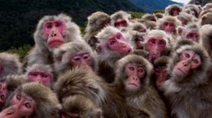 Circa 70 de maimuţe au evadat dintr-o grădină zoologică din Japonia. Cum a fost posibil