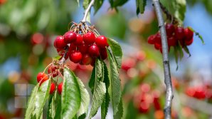 Oficiali europeni, impresionați de cireșele din Moldova, au venit cu solicitări către Popescu: În deplasare, să vin cu două kilograme de cireșe (VIDEO)