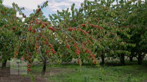 Cum va fi vremea, mâine, 9 iunie și câte grade vor indica termometrele