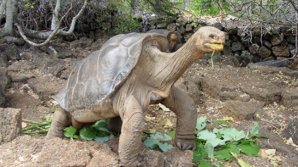 Cântăreşte 80 de kilograme şi are o lungime de 1,5 metri. Ţestoasa-gigant care şi-a salvat specia de la dispariţie (VIDEO) 