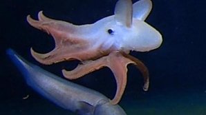 O caracatiță a fost descoperită în Oceanul Indian la cea mai mare adâncime înregistrată vreodată