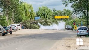 Pericol de incendiu în Capitală. Scurgere de gaze după ce un copac a căzut peste o cisternă (VIDEO)