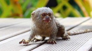 Un pui de marmoset, vedetă la grădina zoologică din Viena. Animăluțul născut în aprilie a fost prezentat publicului