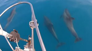"Spectacolul Mării Negre". Momentul în care mai mulţi delfini "iau cu asalt" corabia unui scafandrier: Sunt IMENŞI (VIDEO)
