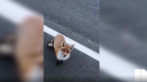 NO COMMENT! Un şofer păcălit de o vulpe. Ce s-a întâmplat în timp ce conducătorul auto vorbea la telefon (VIDEO)