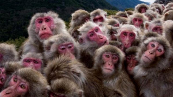 Circa 70 de maimuţe au evadat dintr-o grădină zoologică din Japonia. Cum a fost posibil