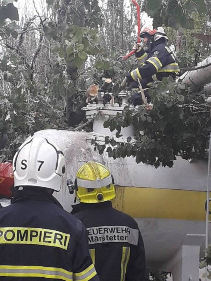 Pericol de incendiu în Capitală. Scurgere de gaze după ce un copac a căzut peste o cisternă (VIDEO)