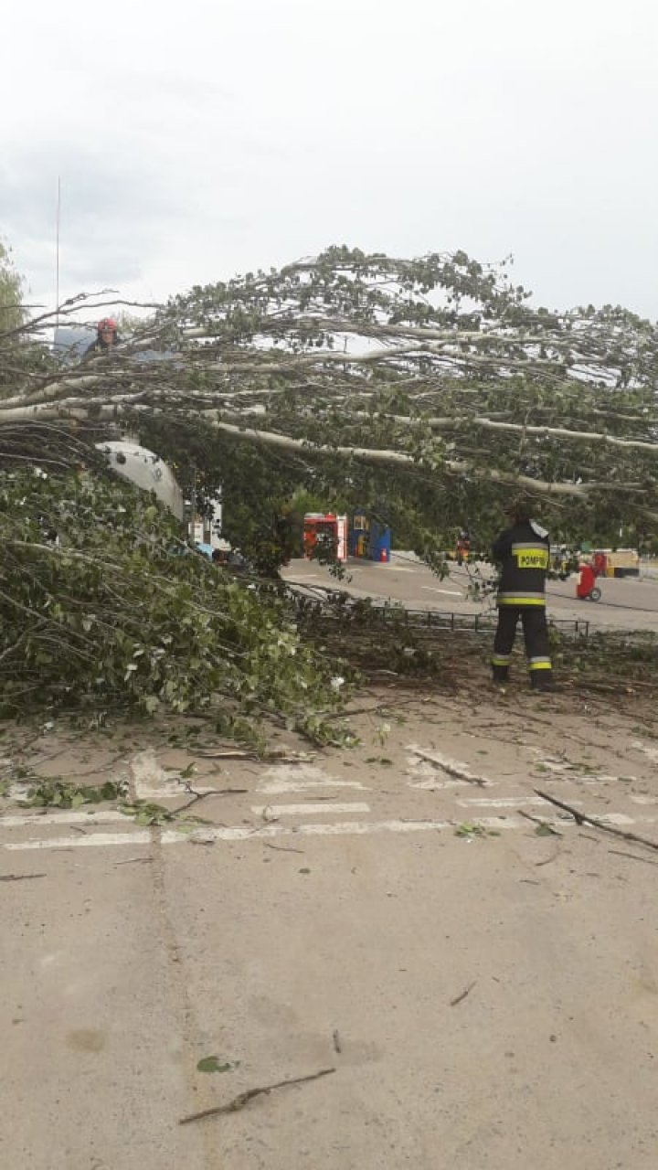 Pericol de incendiu în Capitală. Scurgere de gaze după ce un copac a căzut peste o cisternă (VIDEO)