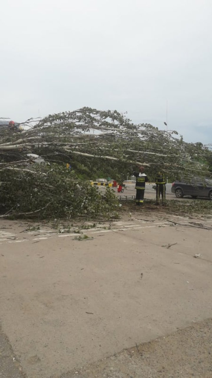 Pericol de incendiu în Capitală. Scurgere de gaze după ce un copac a căzut peste o cisternă (VIDEO)