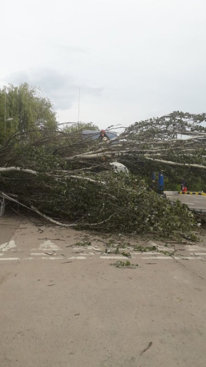 Pericol de incendiu în Capitală. Scurgere de gaze după ce un copac a căzut peste o cisternă (VIDEO)