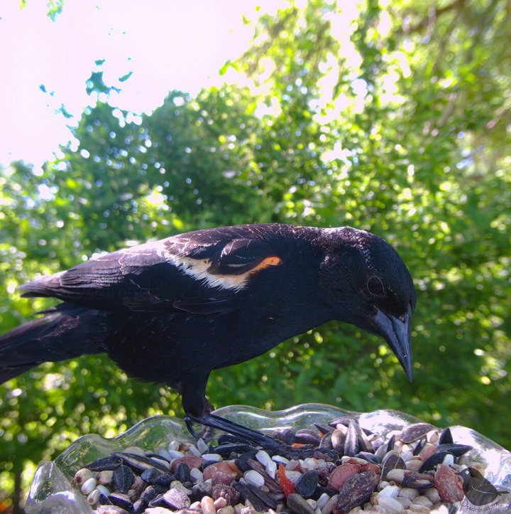 A montat o cameră în curte pentru a fotografia păsările care vin să se hrănească. Imagini spectaculoase