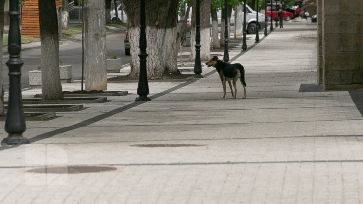 Activiştii civici acuză regia "Autosalubritate" că ar maltrata câinii comunitari pe care îi prind, iar apoi îi lasă să moară (FOTOREPORT)