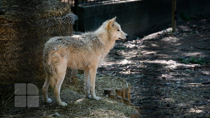 Grădina Zoologică din Capitală și-a redeschis ușile chiar de Ziua Copiilor (FOTOREPORT)