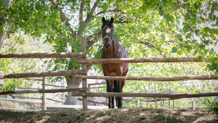 Grădina Zoologică din Capitală și-a redeschis ușile chiar de Ziua Copiilor (FOTOREPORT)