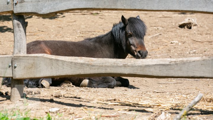 Grădina Zoologică din Capitală și-a redeschis ușile chiar de Ziua Copiilor (FOTOREPORT)