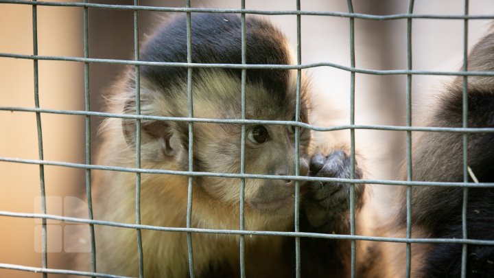 Grădina Zoologică din Capitală și-a redeschis ușile chiar de Ziua Copiilor (FOTOREPORT)