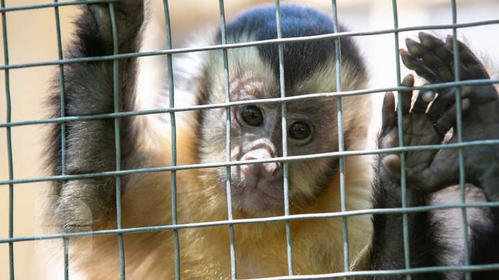 Grădina Zoologică din Capitală și-a redeschis ușile chiar de Ziua Copiilor (FOTOREPORT)