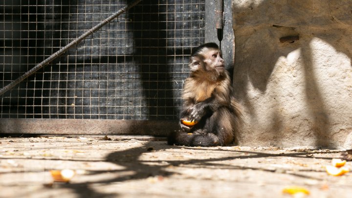 Grădina Zoologică din Capitală și-a redeschis ușile chiar de Ziua Copiilor (FOTOREPORT)