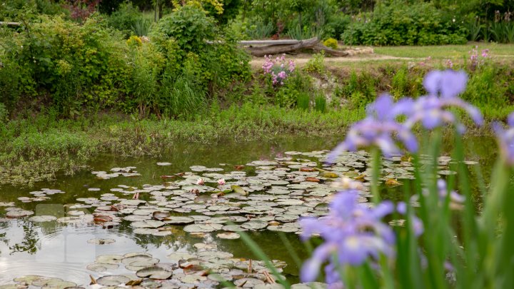 Peisaj desprins parcă din poveşti! Cum arată lacul cu nuferi înfloriţi de la Bardar (FOTOREPORT)