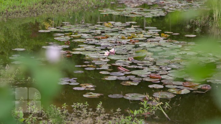 Peisaj desprins parcă din poveşti! Cum arată lacul cu nuferi înfloriţi de la Bardar (FOTOREPORT)