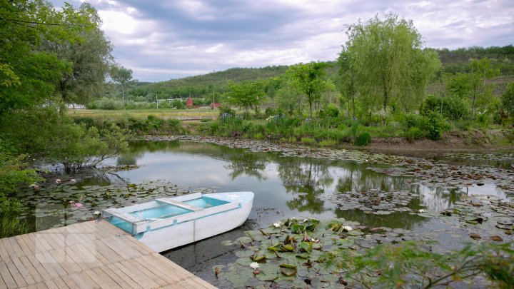 Peisaj desprins parcă din poveşti! Cum arată lacul cu nuferi înfloriţi de la Bardar (FOTOREPORT)