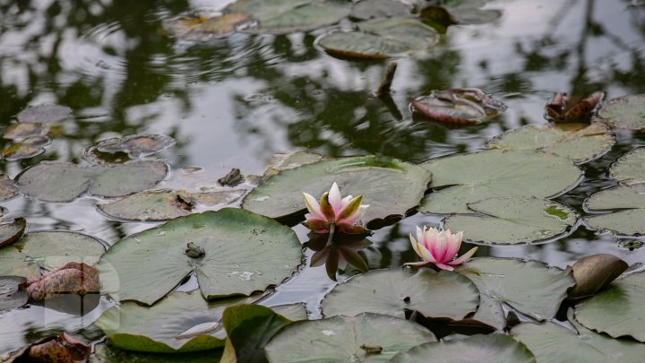 Peisaj desprins parcă din poveşti! Cum arată lacul cu nuferi înfloriţi de la Bardar (FOTOREPORT)