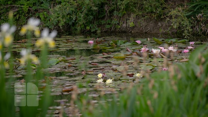 Peisaj desprins parcă din poveşti! Cum arată lacul cu nuferi înfloriţi de la Bardar (FOTOREPORT)