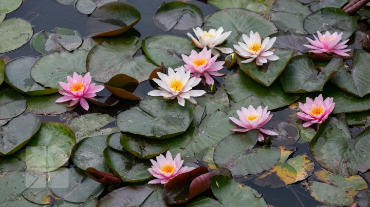 Peisaj desprins parcă din poveşti! Cum arată lacul cu nuferi înfloriţi de la Bardar (FOTOREPORT)