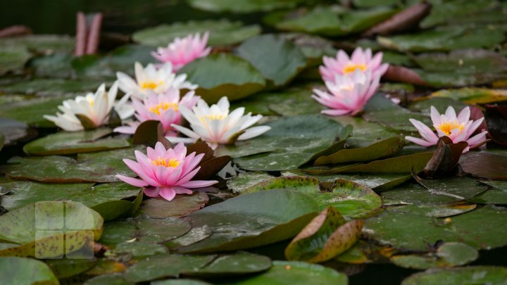 Peisaj desprins parcă din poveşti! Cum arată lacul cu nuferi înfloriţi de la Bardar (FOTOREPORT)