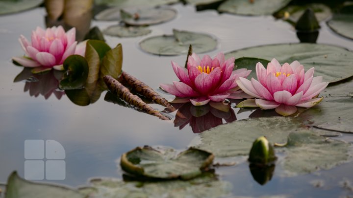 Peisaj desprins parcă din poveşti! Cum arată lacul cu nuferi înfloriţi de la Bardar (FOTOREPORT)