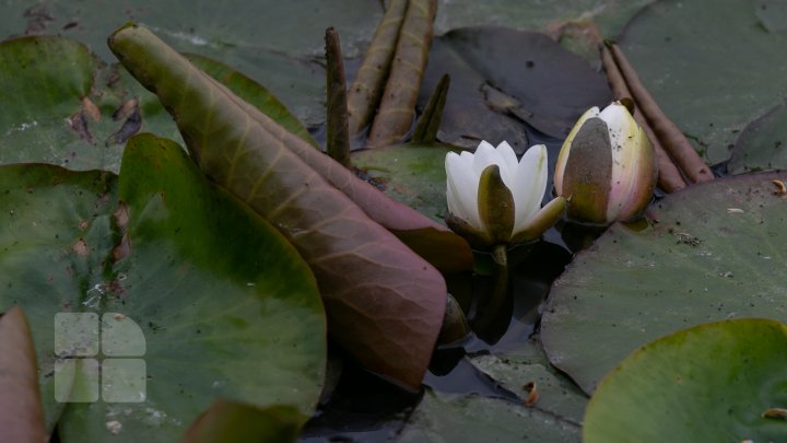 Peisaj desprins parcă din poveşti! Cum arată lacul cu nuferi înfloriţi de la Bardar (FOTOREPORT)