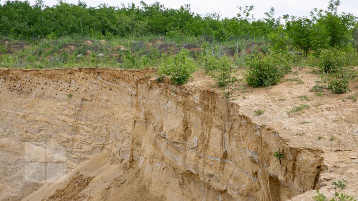 CRANII DE RINOCER LA HOGINEŞTI: Acestea au o vechime de peste 11 milioane de ani (FOTOREPORT)