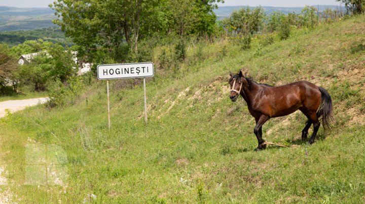 CRANII DE RINOCER LA HOGINEŞTI: Acestea au o vechime de peste 11 milioane de ani (FOTOREPORT)