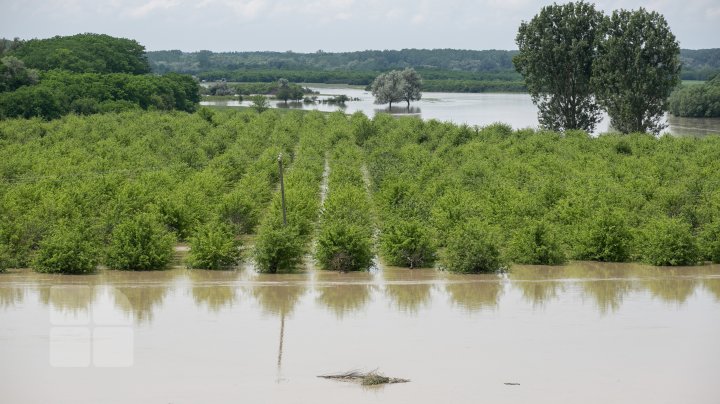 Situaţie TENSIONATĂ în nordul Moldovei. Mai mulţi gospodari din Criva şi Drepcăuți, evacuaţi din calea apelor (FOTOREPORT)