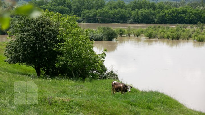 Situaţie TENSIONATĂ în nordul Moldovei. Mai mulţi gospodari din Criva şi Drepcăuți, evacuaţi din calea apelor (FOTOREPORT)