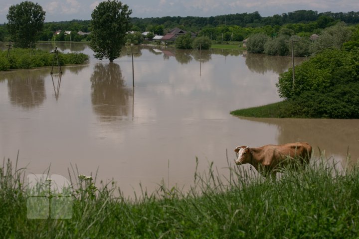 Situaţie TENSIONATĂ în nordul Moldovei. Mai mulţi gospodari din Criva şi Drepcăuți, evacuaţi din calea apelor (FOTOREPORT)