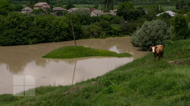 Situaţie TENSIONATĂ în nordul Moldovei. Mai mulţi gospodari din Criva şi Drepcăuți, evacuaţi din calea apelor (FOTOREPORT)