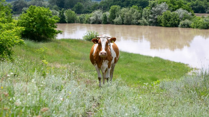 Situaţie TENSIONATĂ în nordul Moldovei. Mai mulţi gospodari din Criva şi Drepcăuți, evacuaţi din calea apelor (FOTOREPORT)