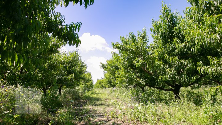 S-au copt piersicile autohtone, iar producătorii au început deja culesul fructelor (FOTOREPORT)