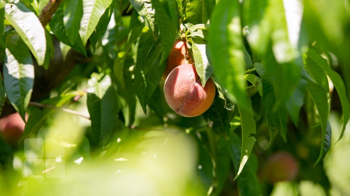 S-au copt piersicile autohtone, iar producătorii au început deja culesul fructelor (FOTOREPORT)