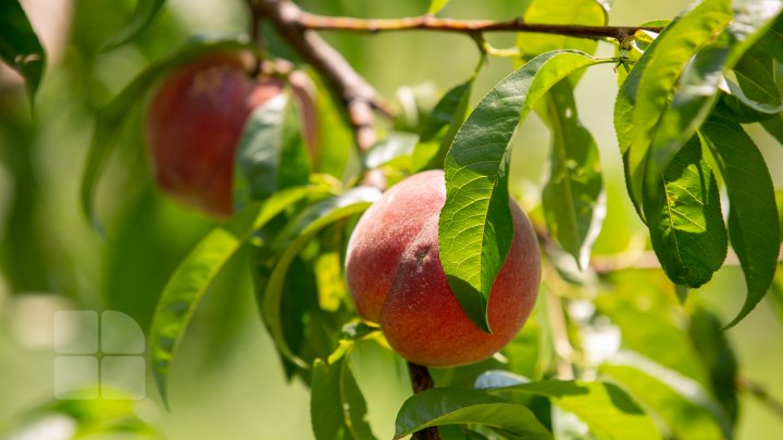 S-au copt piersicile autohtone, iar producătorii au început deja culesul fructelor (FOTOREPORT)